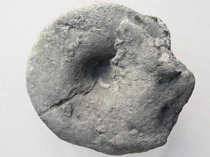 image Pleurotomaria fossile jurassique Boulonnais