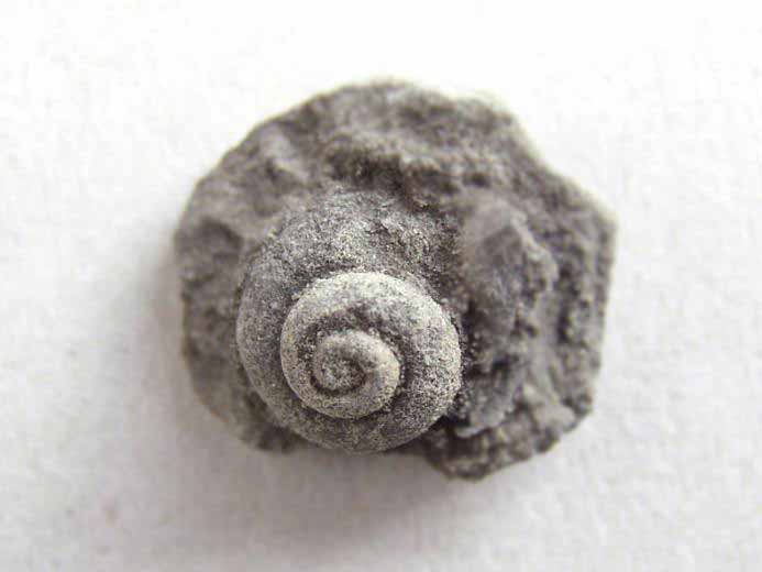 Pleurotomaria fossile jurassique Boulonnais