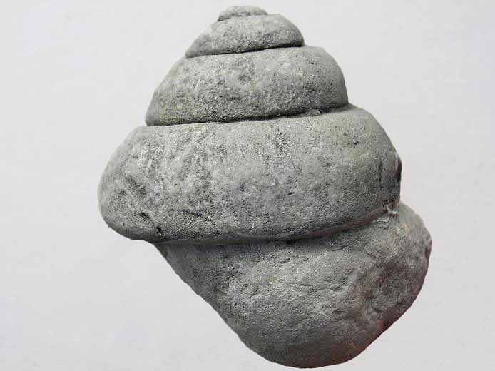 image Pleurotomaria fossile jurassique Boulonnais