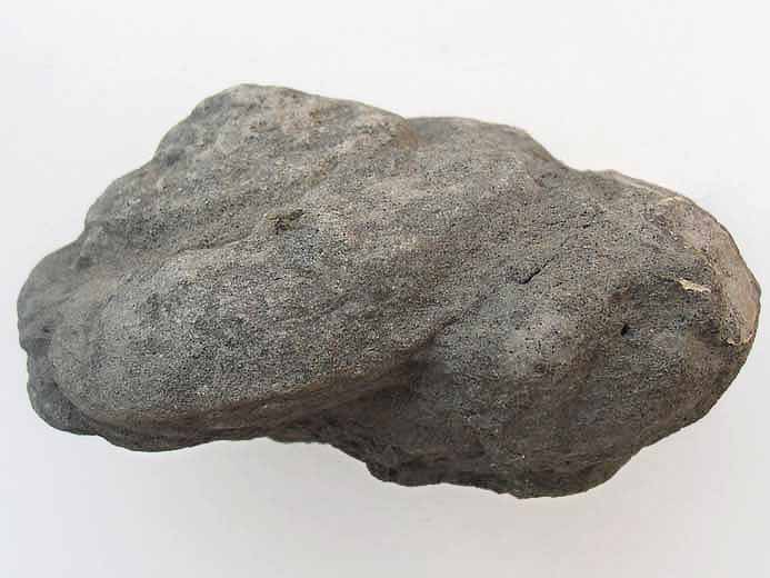 image Pleurotomaria fossile jurassique Boulonnais