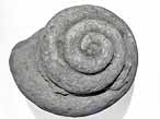 Gastropode fossile: Pleurotomaria du jurassique Boulonnais