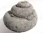 Gastropode fossile: Pleurotomaria du jurassique Boulonnais