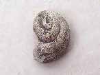 Pleurotomaria gastropode fossile du jurassique Boulonnais
