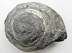 Gastropode fossile: Pleurotomaria du jurassique Boulonnais