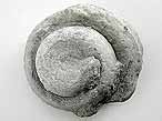 Gastropode fossile: Pleurotomaria rozeti du jurassique Boulonnais