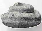Gastropode fossile: Pleurotomaria rozeti du jurassique Boulonnais