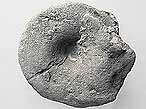 Gastropode fossile: Pleurotomaria rozeti du jurassique Boulonnais