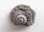 Pleurotomaria Gastropode fossile du jurassique Boulonnais