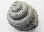 Gastropode fossile: Pleurotomaria rozeti du jurassique Boulonnais