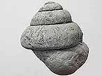 Gastropode fossile: Pleurotomaria rozeti du jurassique Boulonnais