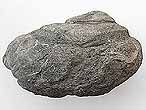 Gastropode fossile: Pleurotomaria rozeti du jurassique Boulonnais