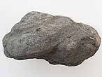 Gastropode fossile: Pleurotomaria rozeti du jurassique Boulonnais