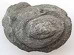 Gastropode fossile: Pleurotomaria rozeti du jurassique Boulonnais