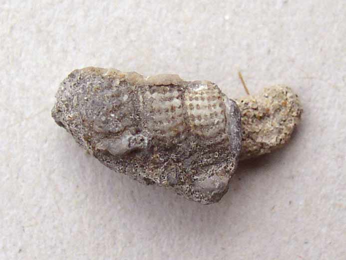 Procerithium fossile jurassique Boulonnais