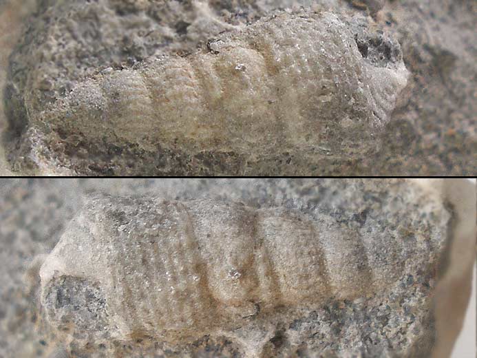 Procerithium fossile jurassique Boulonnais