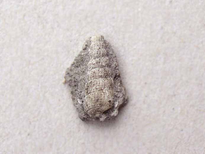 Procerithium fossile jurassique Boulonnais