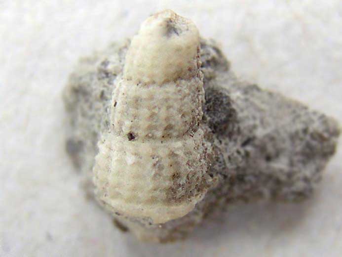 Procerithium fossile jurassique Boulonnais