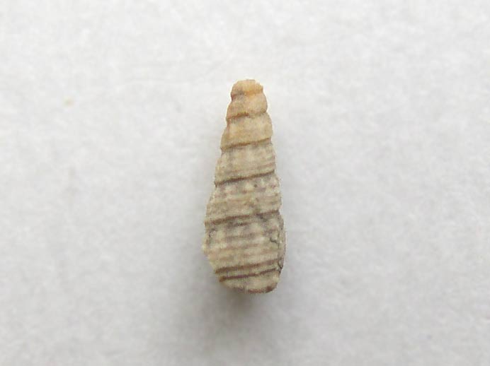 Procerithium fossile jurassique Boulonnais