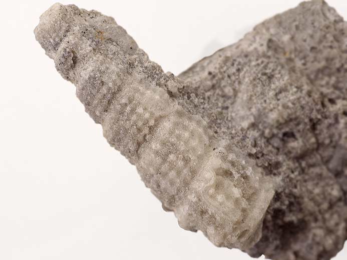 Procerithium fossile jurassique Boulonnais