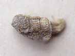 Gastropode fossile: Procerithium du jurassique Boulonnais