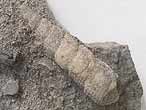 Gastropode fossile: Procerithium du jurassique Boulonnais