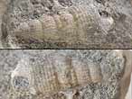 Gastropode fossile: Procerithium du jurassique Boulonnais