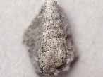Gastropode fossile: Procerithium du jurassique Boulonnais