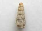 Gastropode fossile: Procerithium du jurassique Boulonnais