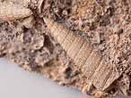 Gastropode fossile: Procerithium du jurassique Boulonnais