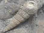 Gastropode fossile: Procerithium du jurassique Boulonnais