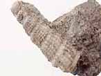 Gastropode fossile: Procerithium du jurassique Boulonnais