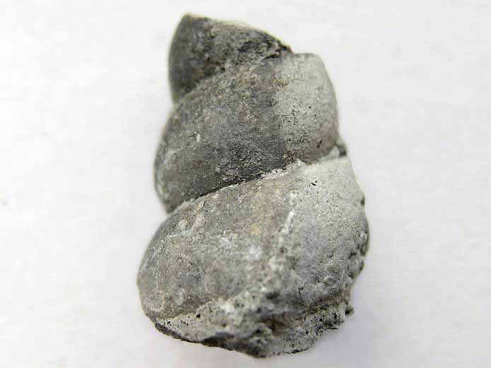 Pseudomelania sp fossile du jurassique Boulonnais