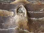 Hydroidolina Protulophila? fossile du jurassique Boulonnais