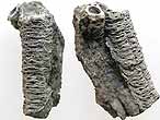 Protulophila gestroi fossile du jurassique Boulonnais