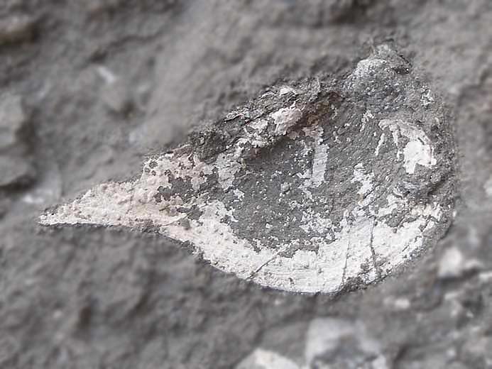 Anatina sp fossile jurassique Boulonnais