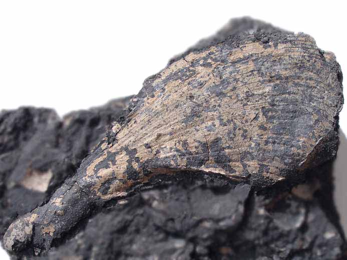 Anatina lacryma fossile jurassique Boulonnais