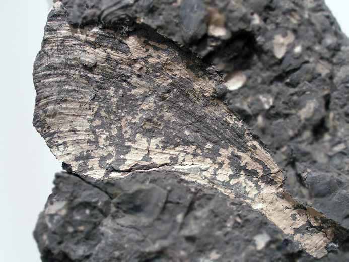 Anatina lacryma fossile jurassique Boulonnais