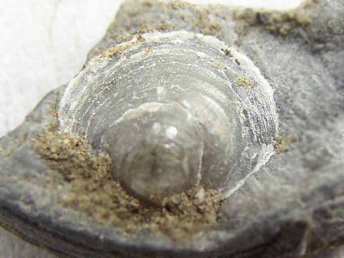 Anomia fossile jurassique Boulonnais
