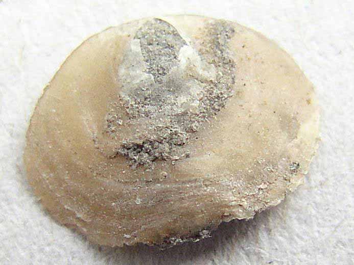Anomia fossile jurassique Boulonnais
