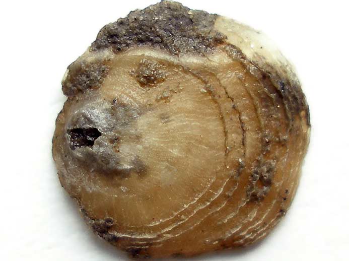 image Anomia fossile jurassique Boulonnais