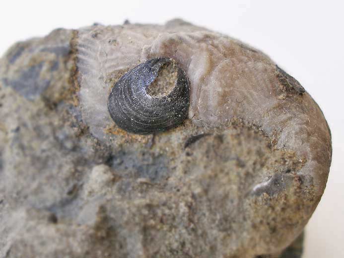 Anomia fossile sur Nanogyra virgula jurassique Boulonnais