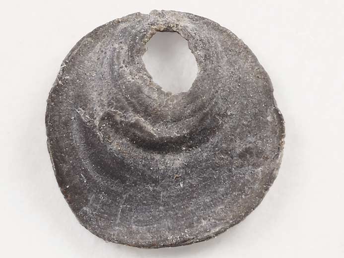 Anomia fossile jurassique Boulonnais