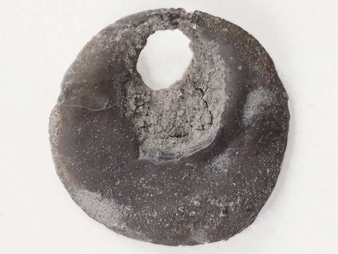 Anomia fossile jurassique Boulonnais