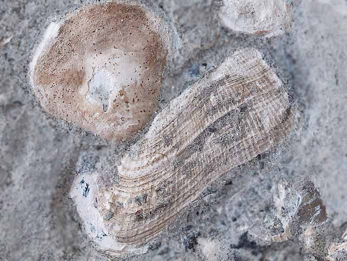 Arca sp fossile jurassique Boulonnais