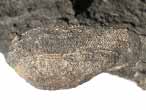 Arca sp fossile du jurassique boulonnais