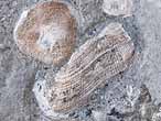 Arca sp fossile du jurassique boulonnais
