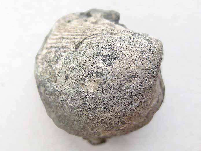 Anisocardia morinica (Cardium morinicum) - fossile jurassique Boulonnais