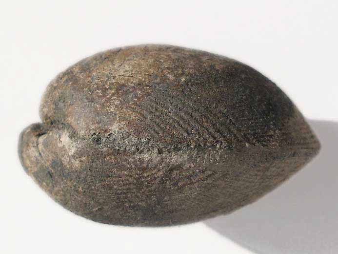 Anisocardia morinica (Cardium morinicum) - fossile jurassique Boulonnais