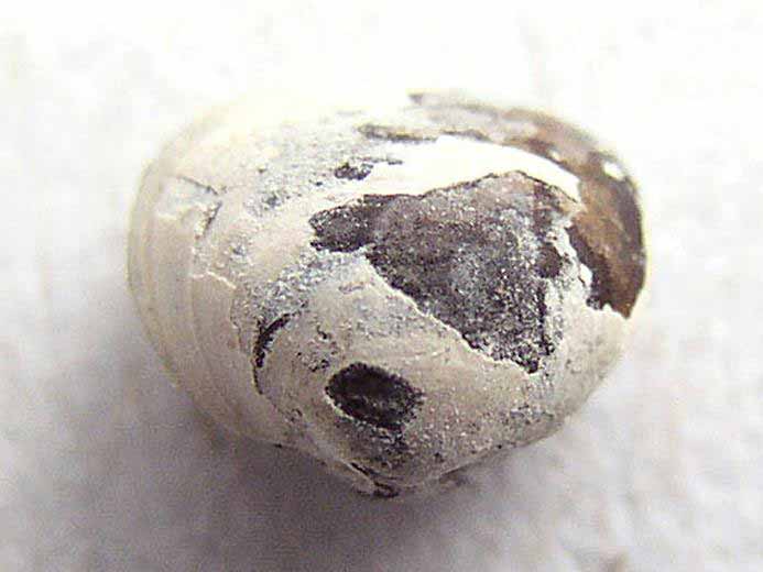 image lamellibranche fossile jurassique Boulonnais