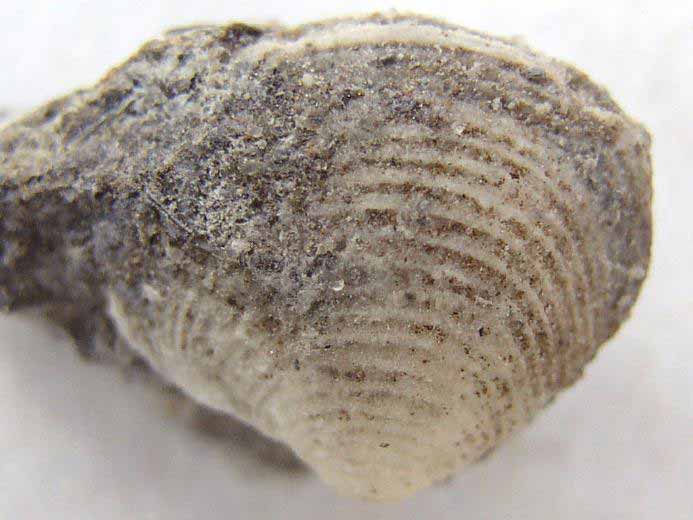 image lamellibranche fossile jurassique Boulonnais